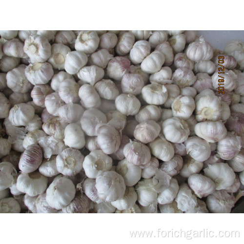 Size 5.0 Fresh Normal White Garlic